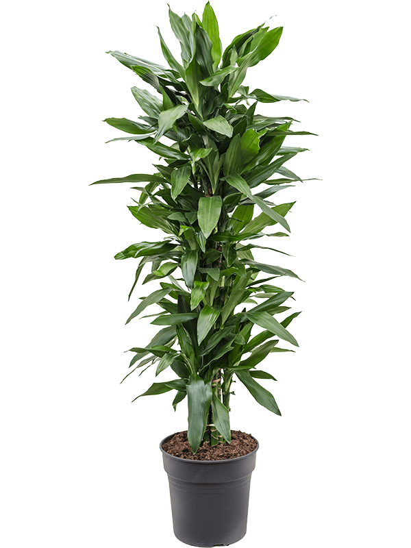 
                  
                    Dracaena fragrans Janet Lind ramifié — référence 4DRJLVT10
                  
                