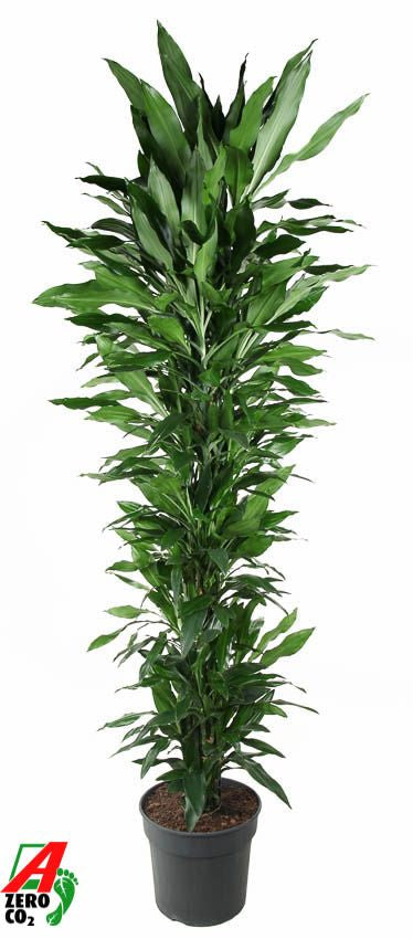 
                  
                    Dracaena fragrans Janet Lind — référence F00005135
                  
                