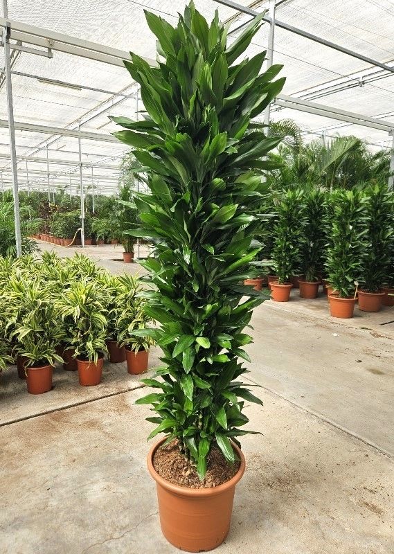 
                  
                    Dracaena fragrans Janet Lind — référence F00010761
                  
                