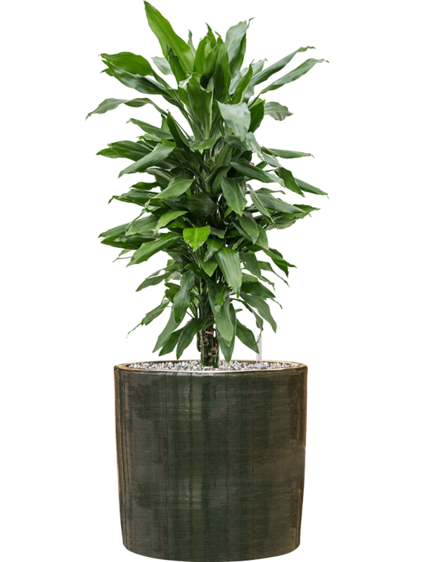 Dracaena fragrans Janet Lind en pot Plain Striped Olive, composition prête à installer