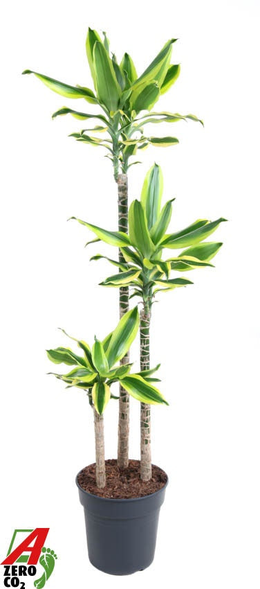 
                  
                    Dracaena Lemon Dream de 150 cm, feuilles vertes et jaune citron sur trois tiges
                  
                
