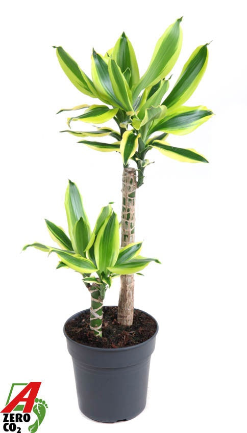 
                  
                    Dracaena Lemon Dream de 90 cm, feuillage jaune citron et vert, deux tiges
                  
                