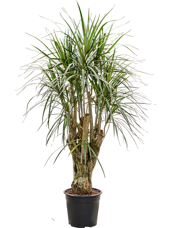 
                  
                    Dracaena marginata ramifié de 110 cm, largeur 50 cm, pot de culture de 24 cm, plante entière détourée
                  
                