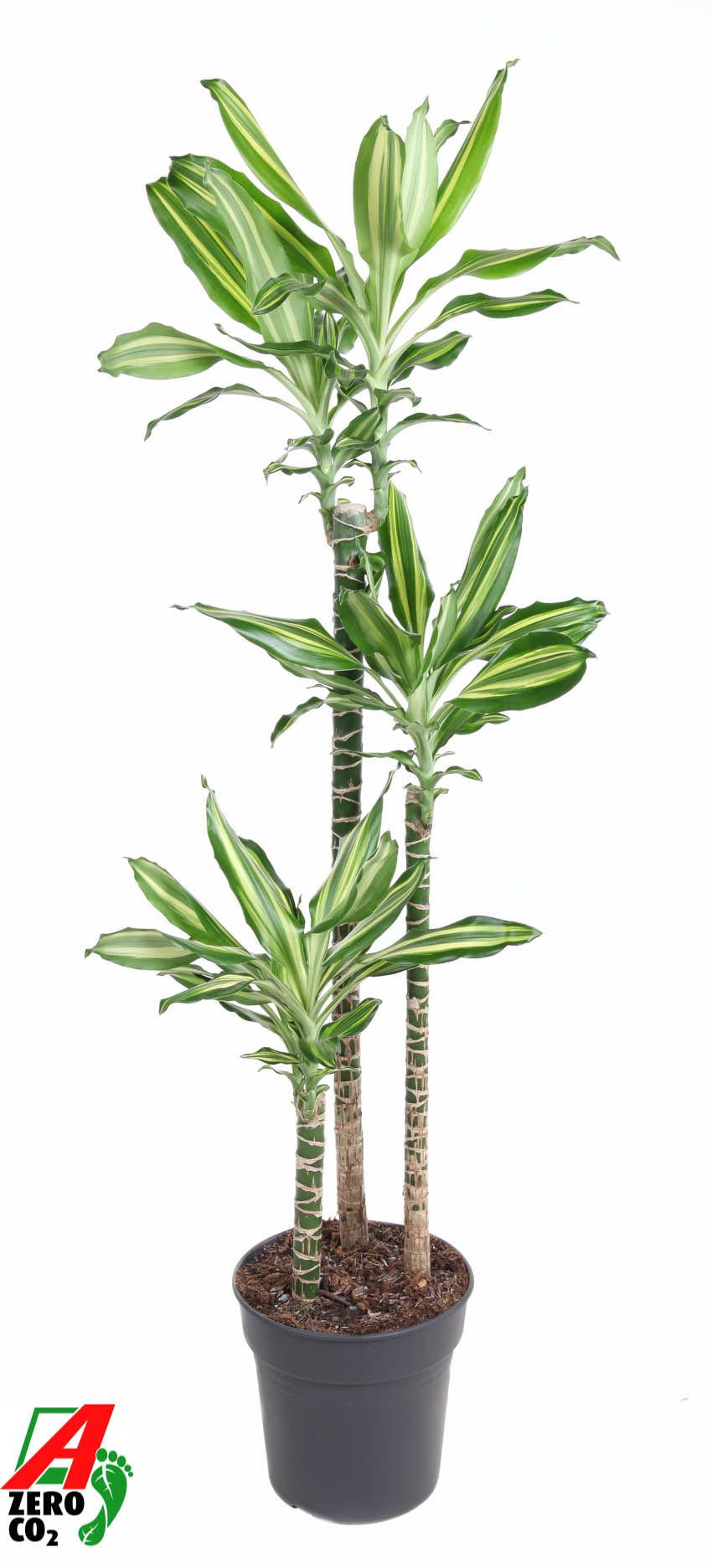
                  
                    Dracaena Silver Dream de 140 cm, feuillage panaché sur trois tiges, pot de culture
                  
                