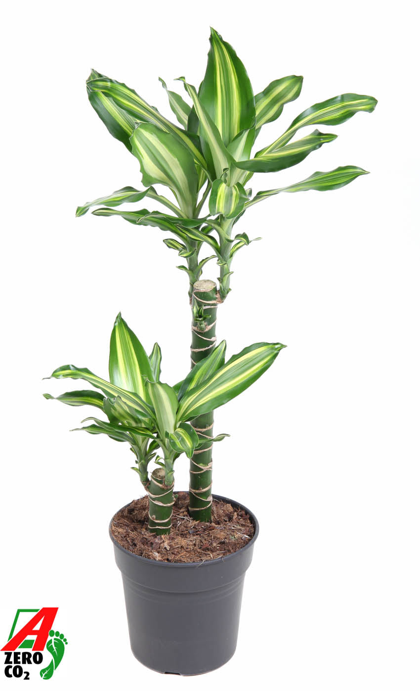 
                  
                    Dracaena Silver Dream de 90 cm à deux tiges, pot de culture de 19 cm
                  
                