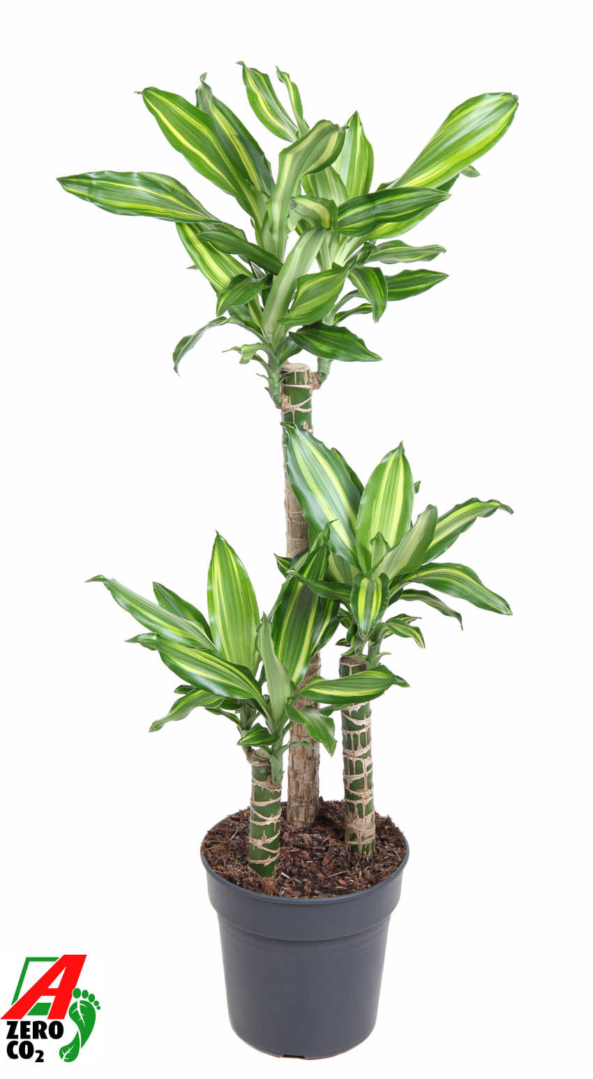 
                  
                    Dracaena Silver Dream de 90 cm sur trois tiges, pot de culture de 21 cm
                  
                