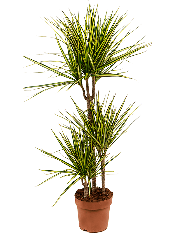 
                  
                    Dracaena marginata Sunray — trois tiges dans un pot de culture
                  
                