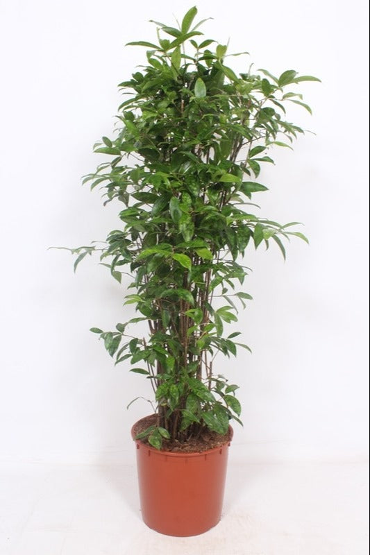 
                  
                    Dracaena surculosa de 130 cm dans son pot de culture de 34 cm
                  
                