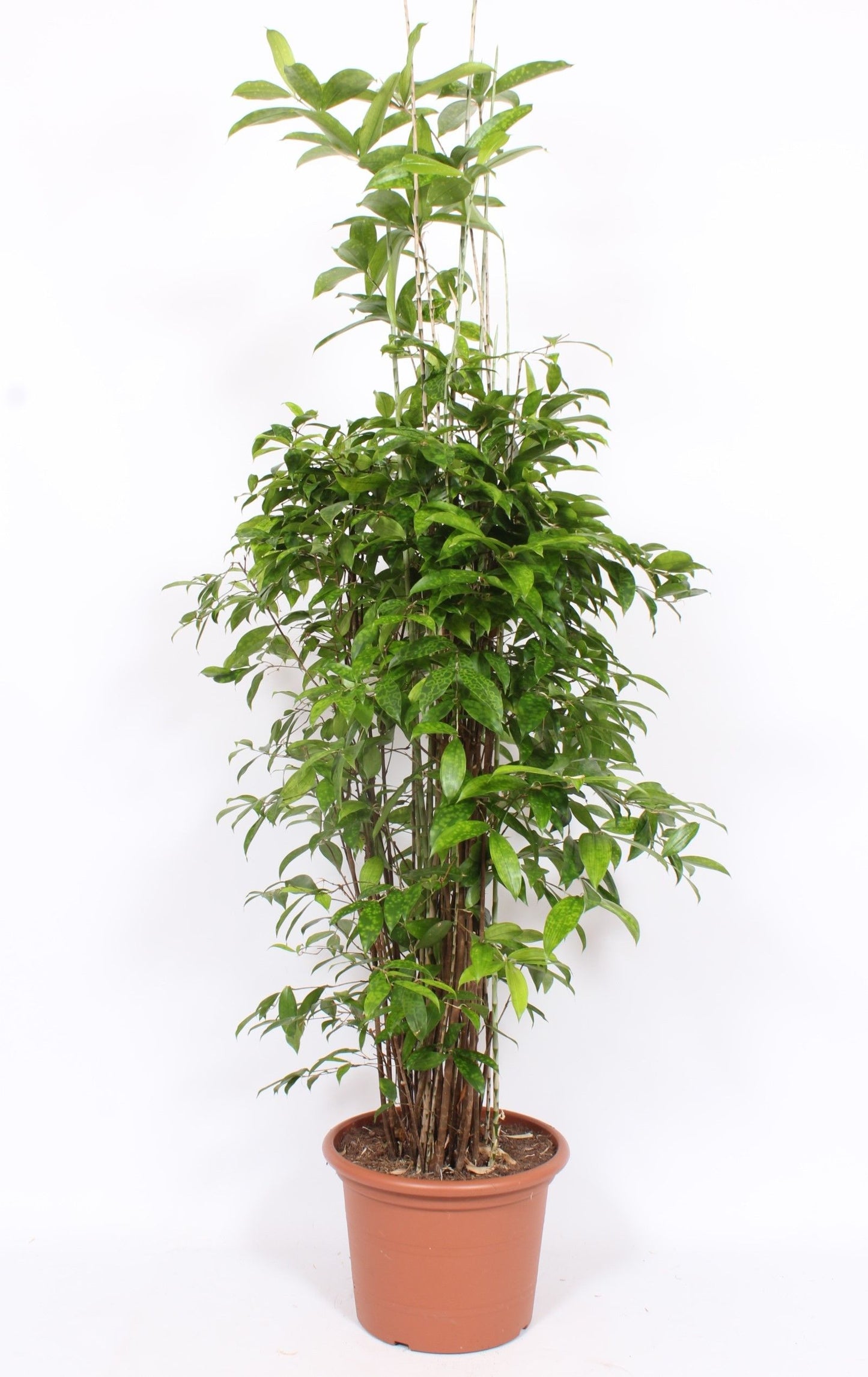 
                  
                    Dracaena surculosa, hauteur 150 cm, pot de culture de 40 cm
                  
                