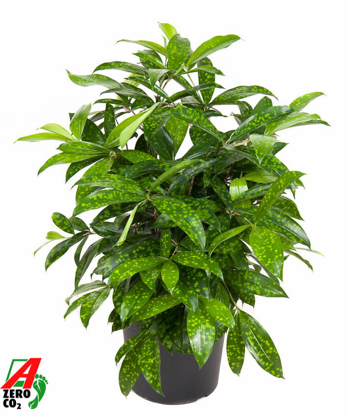 
                  
                    Dracaena surculosa de 60 cm, feuillage vert ponctué, pot de culture de 24 cm
                  
                