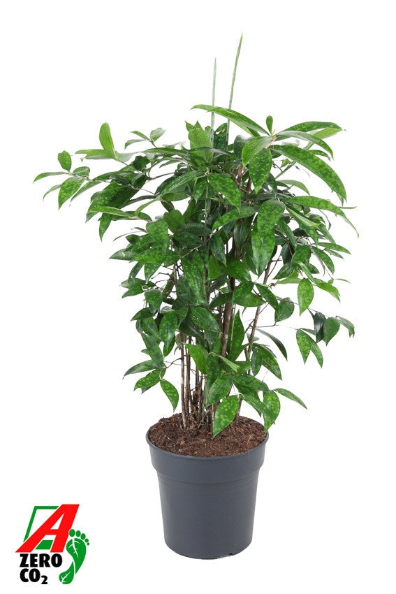 
                  
                    Dracaena surculosa, hauteur 90 cm, pot de culture de 24 cm
                  
                