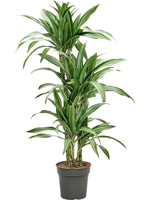 
                  
                    Dracaena fragrans Ulises sur trois tiges, hauteur 110 cm, pot de culture 21 cm
                  
                