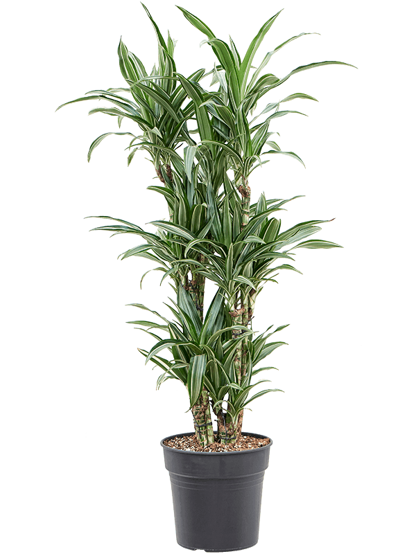
                  
                    Dracaena fragrans Ulises ramifié, hauteur 120 cm, pot de culture 27 cm
                  
                