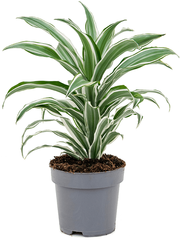 Dracaena fragrans White Jewel, hauteur 40 cm en pot de culture de 17 cm