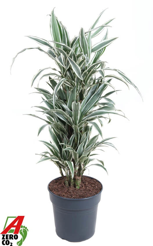 Dracaena fragrans White Stripe — plante ramifiée au feuillage vert et blanc