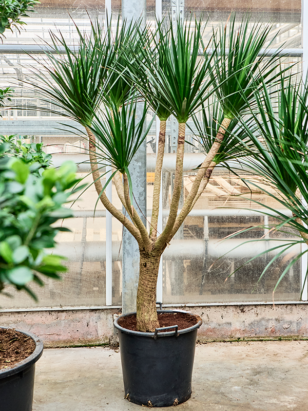 
                  
                    Dracaena gymea
                  
                