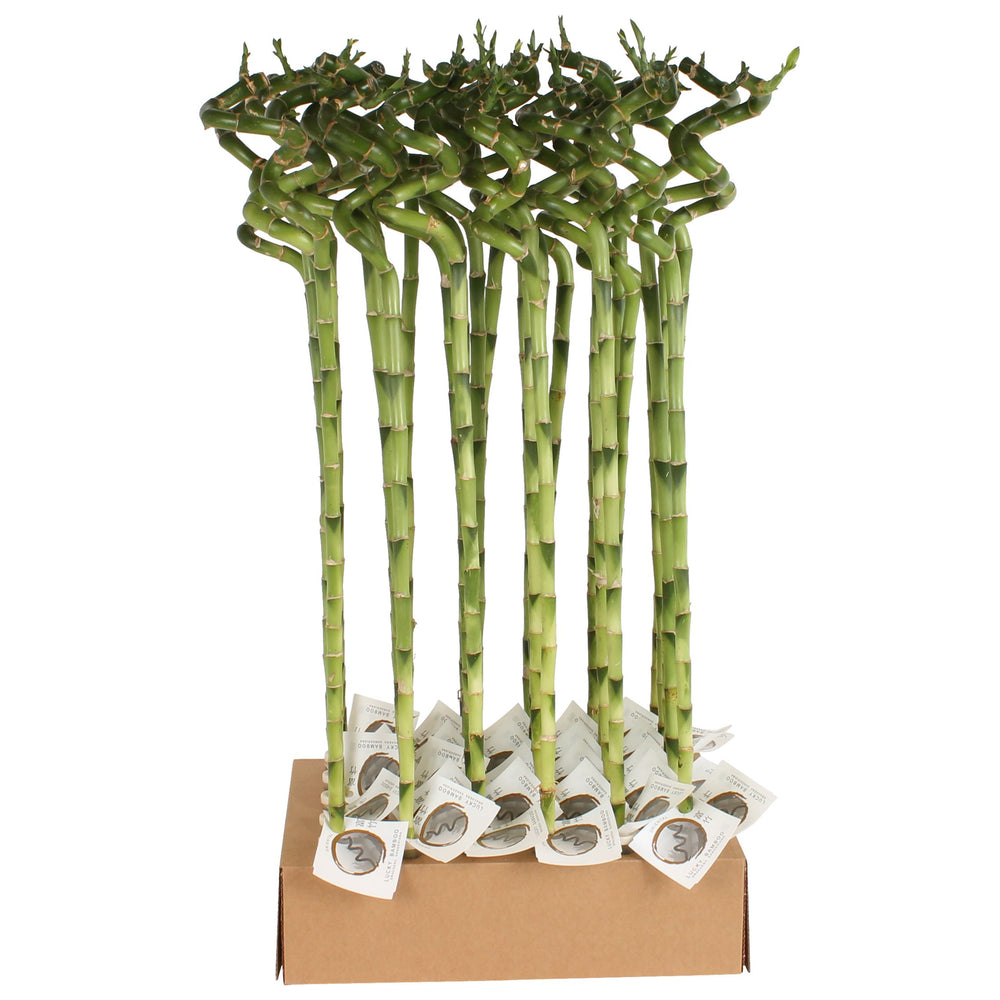 Dracaena sanderiana (Lucky Bamboo)