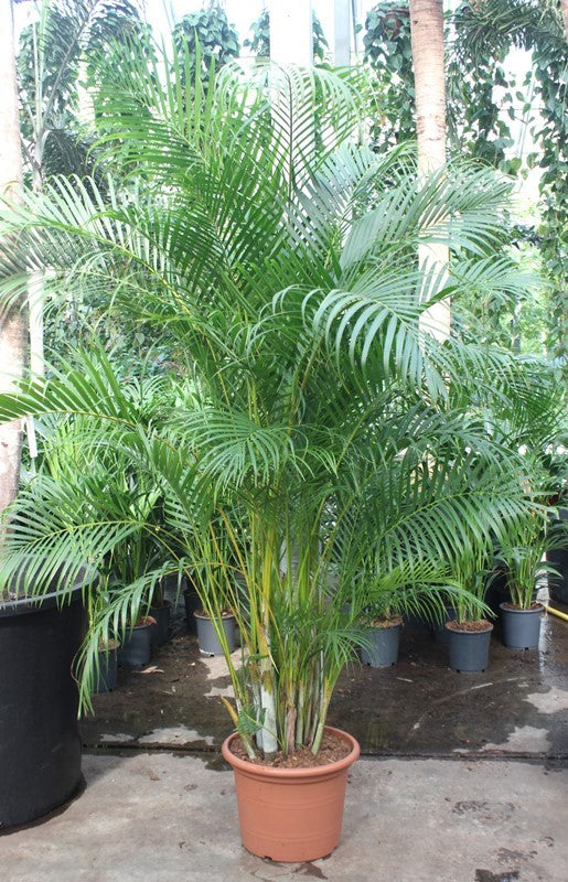 
                  
                    Dypsis lutescens, hauteur 250 cm, pot de culture de 45 cm
                  
                