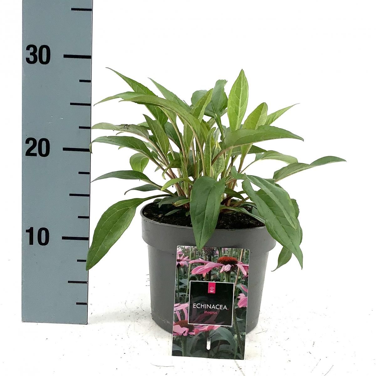 
                  
                    Echinacea purpurea ‘Magnus’, sujet en pot de culture de 17 cm, format 20 cm — référence F00014723 proposée par lot de 93 plantes
                  
                