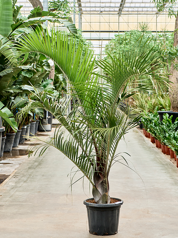 
                  
                    Palmier Neodypsis decaryi
                  
                