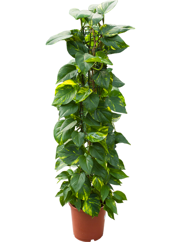 
                  
                    Epipremnum aureum en colonne, 110 cm, pot de culture de 24 cm
                  
                