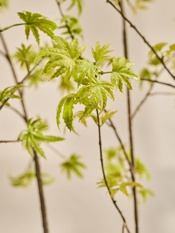 
                  
                    Gros plan des feuilles découpées vert tendre de l’érable artificiel Silk-ka
                  
                