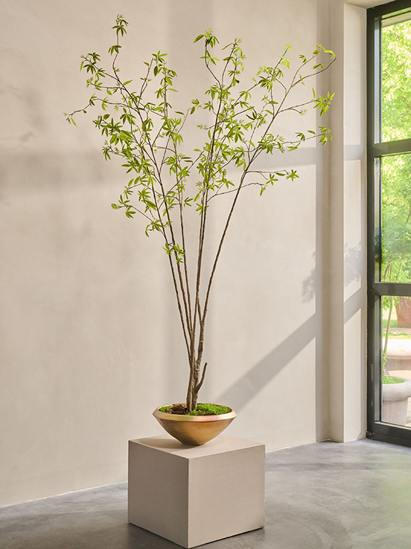 
                  
                    Érable artificiel Silk-ka 260 cm en décoration intérieure ; coupe décorative et socle non inclus
                  
                