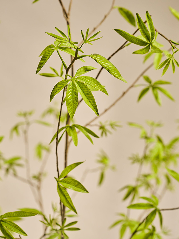 
                  
                    Détail des feuilles étroites et nervurées de l’érable artificiel Silk-ka 260 cm
                  
                