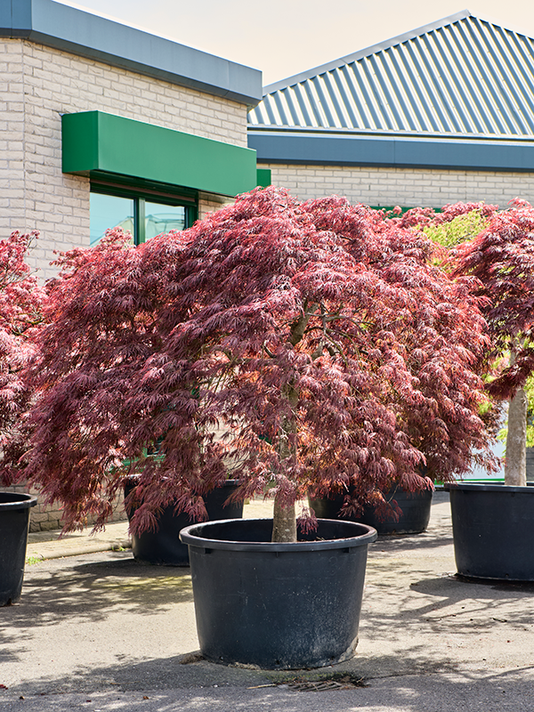 
                  
                    Erable du japon Acer Crimson Queen
                  
                