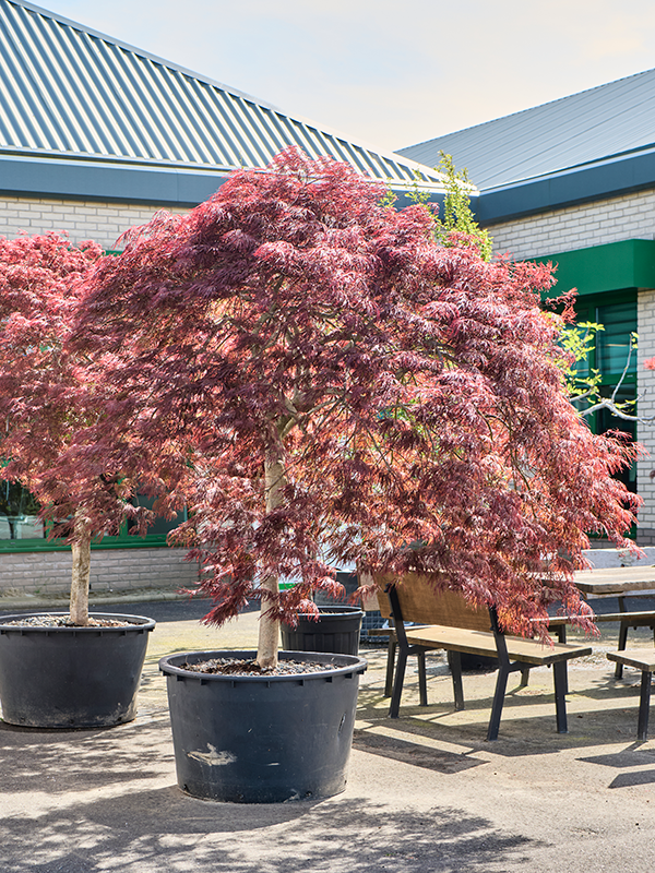 
                  
                    Erable du japon Acer Crimson Queen
                  
                