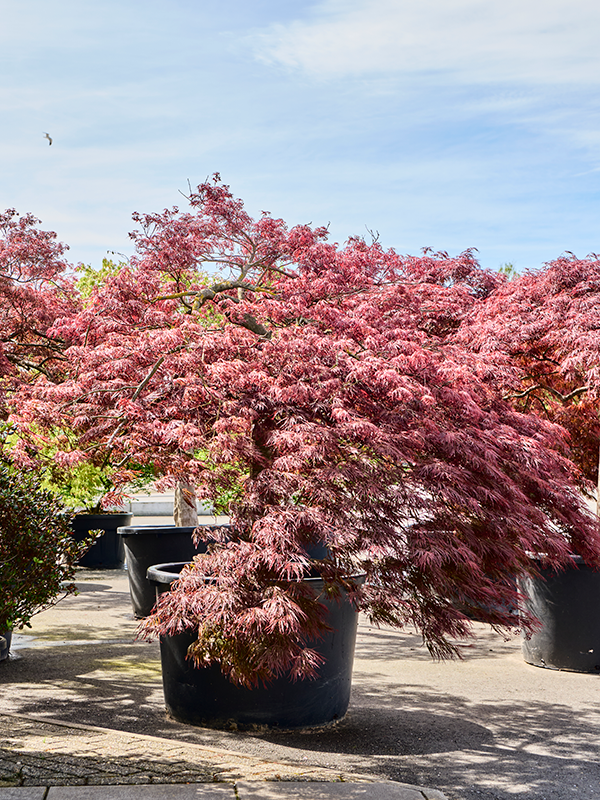 
                  
                    Erable du japon Acer Crimson Queen
                  
                
