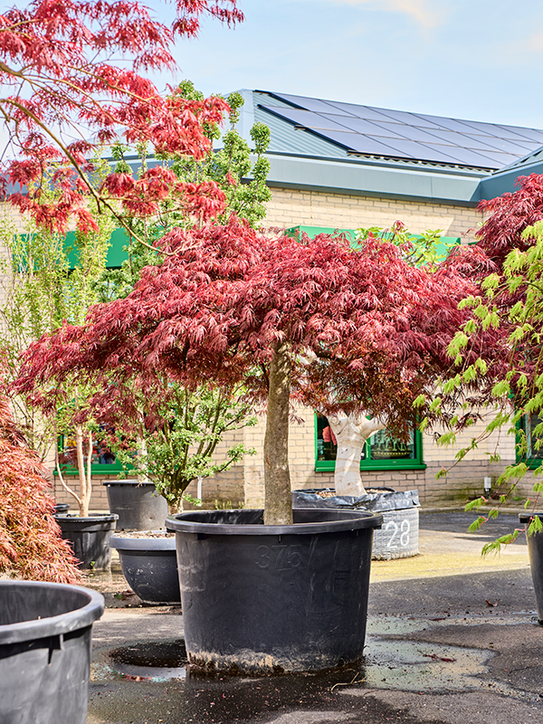 Erable du japon Acer Crimson Queen