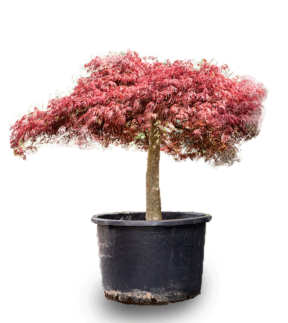 
                  
                    Erable du japon Acer Crimson Queen
                  
                