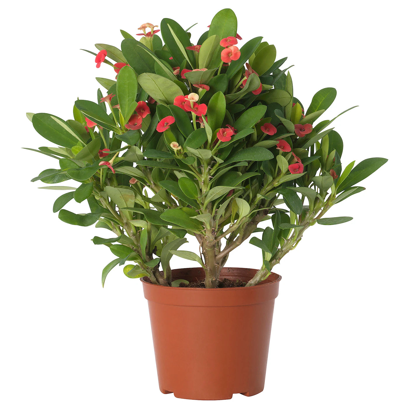 
                  
                    Euphorbia milii épines du christ
                  
                