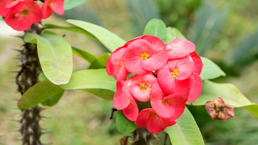 
                  
                    Euphorbia milii épines du christ
                  
                