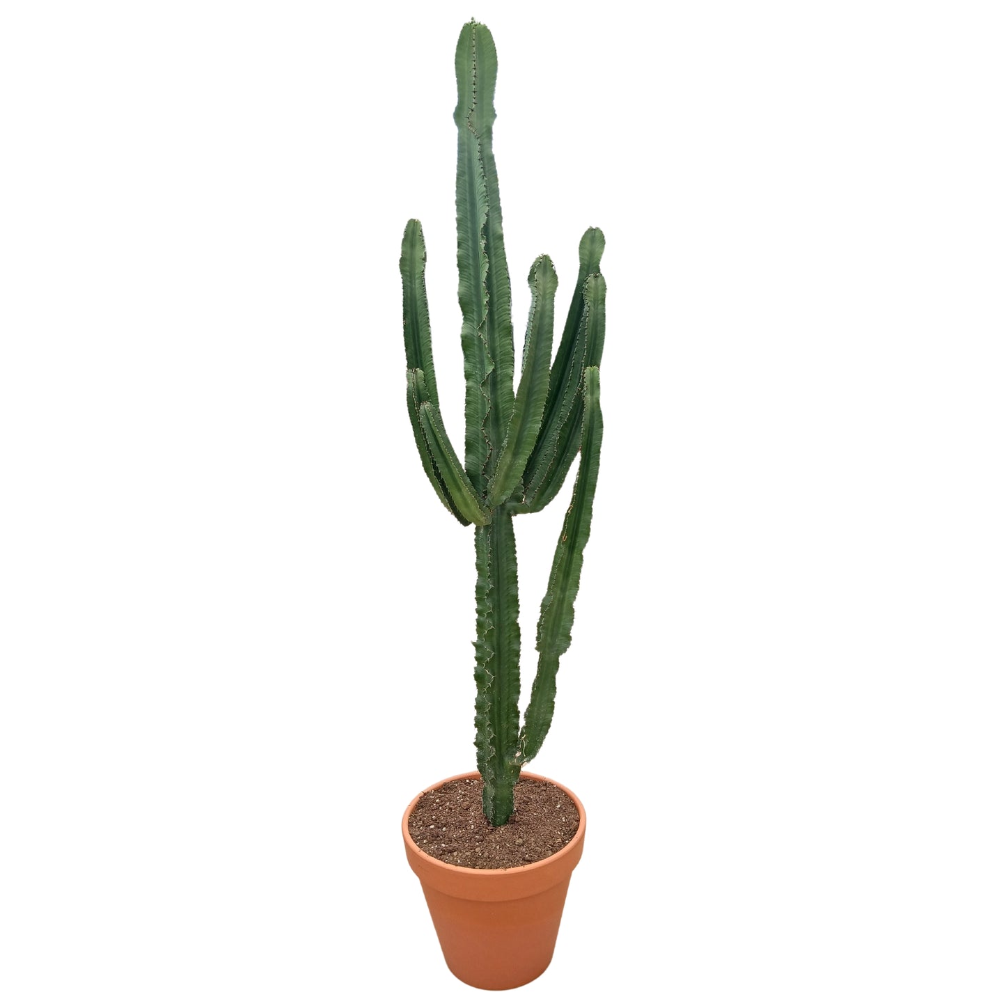 
                  
                    Euphorbia erytrea ramifiée, hauteur 220 cm, pot de culture 43 cm
                  
                