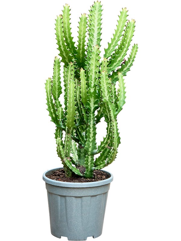 Euphorbia lactea ramifié, hauteur 100 cm, pot de culture de 30 cm