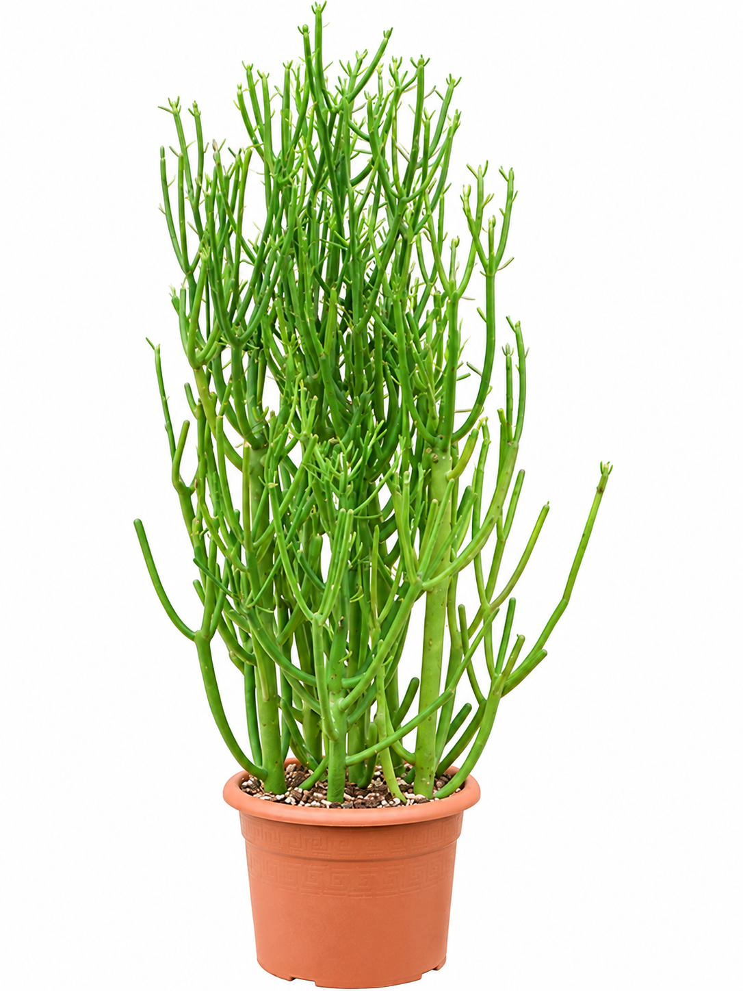 
                  
                    Euphorbia tirucalli de 90 cm en pot de culture, sur fond blanc
                  
                
