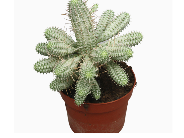 Euphorbia mammillaris Variegata