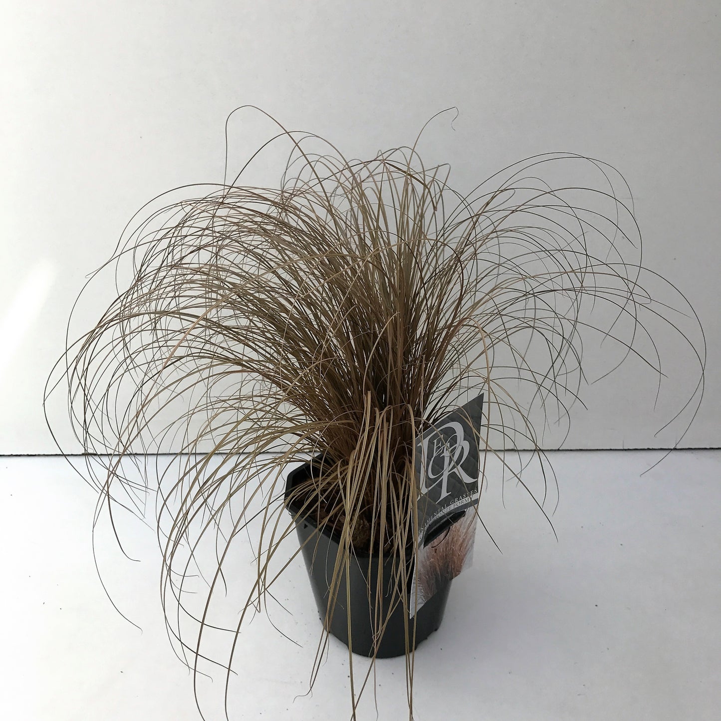 Carex comans 'Bronze Form', hauteur 30 cm, pot de 17 cm — référence vendue en lot de 6 plantes