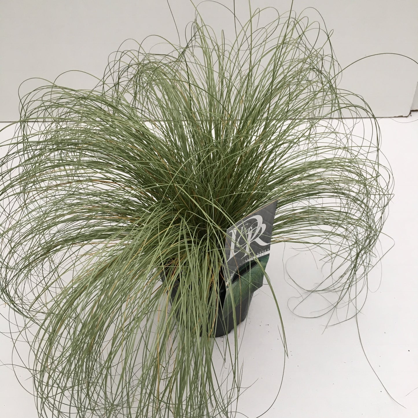 Carex comans 'Frosted Curls', hauteur 30 cm, pot de 17 cm — référence vendue en lot de 6 plantes