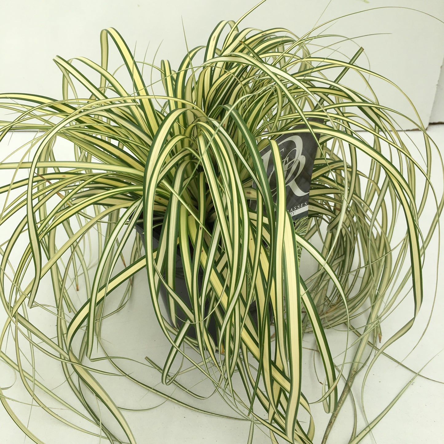 Carex hachijoensis 'Evergold', hauteur 30 cm, pot de 17 cm — référence vendue en lot de 36 plantes