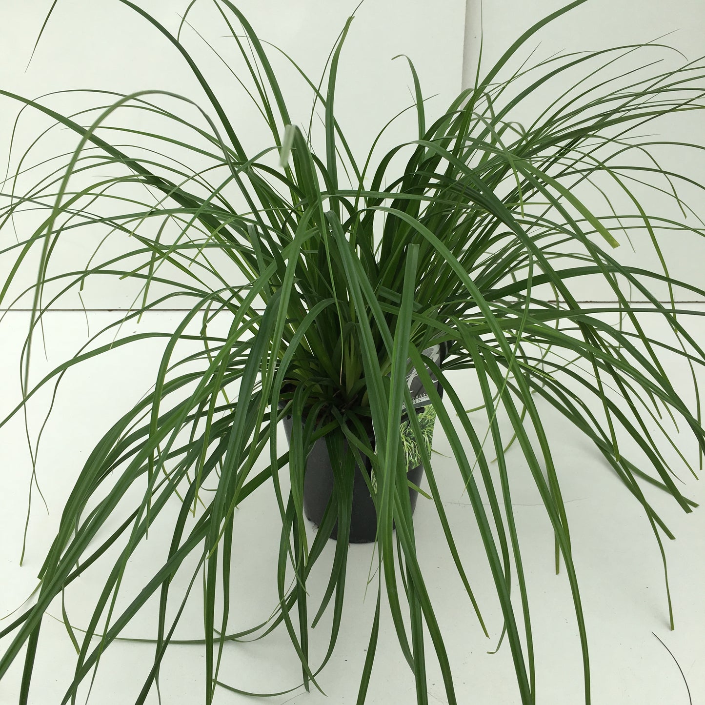 Carex oshimensis 'Evergreen', hauteur 30 cm, pot de 17 cm — référence vendue en lot de 6 plantes