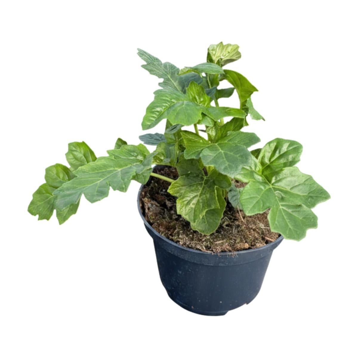 Acanthus mollis, hauteur 30 cm, pot de 17 cm — référence vendue en lot de 85 plantes