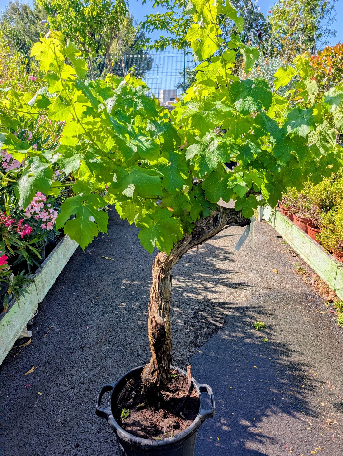 
                  
                    Vitis vinifera
                  
                