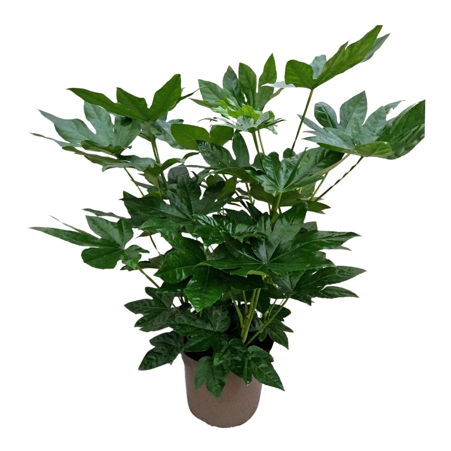 
                  
                    Fatsia japonica de 70 cm, grandes feuilles palmées vertes, largeur 50 cm, pot de culture de 27 cm sur fond blanc
                  
                
