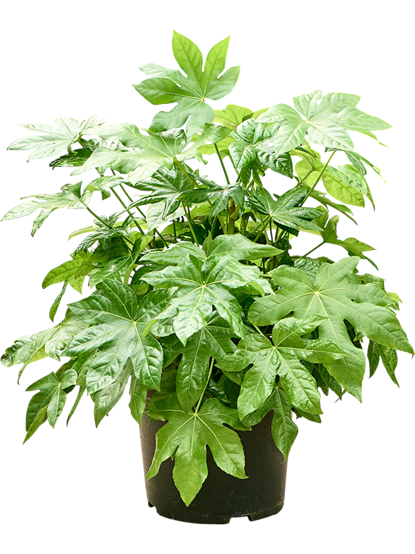 
                  
                    Fatsia japonica
                  
                