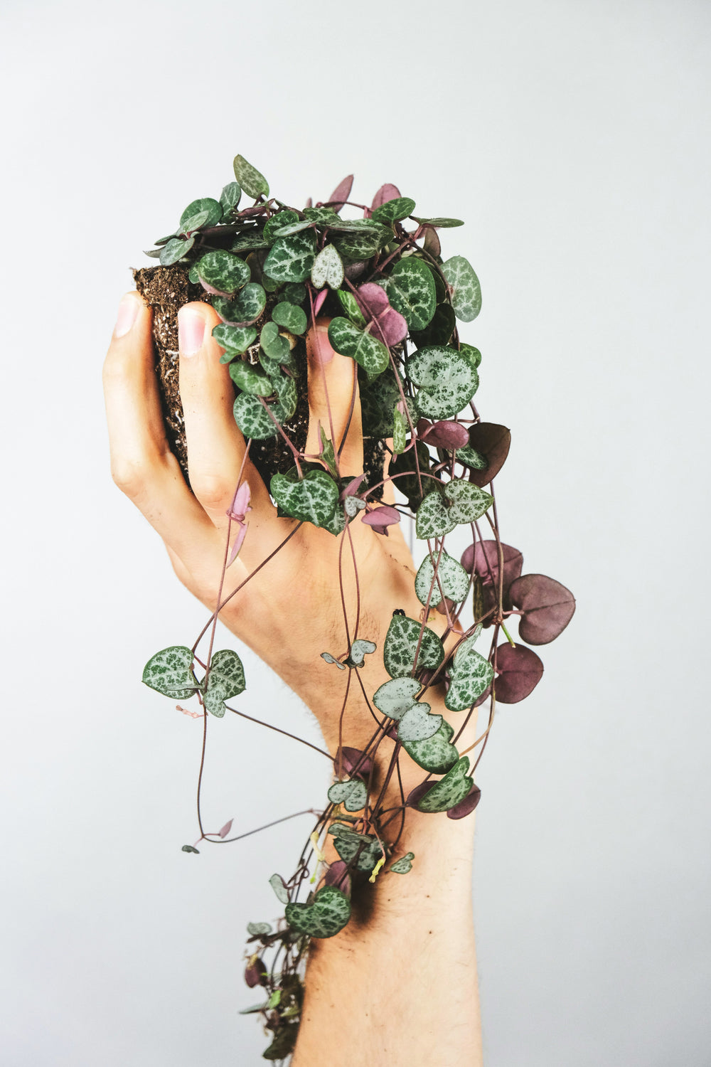 Ceropegia Woodi 