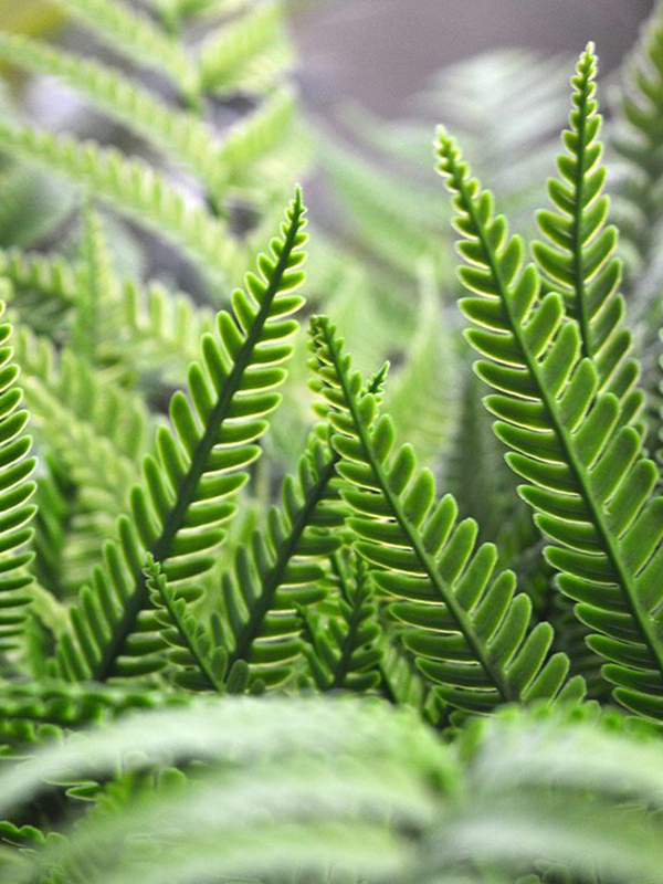 
                  
                    Détail du feuillage vert dentelé du Fern Alsophilla artificiel UV
                  
                