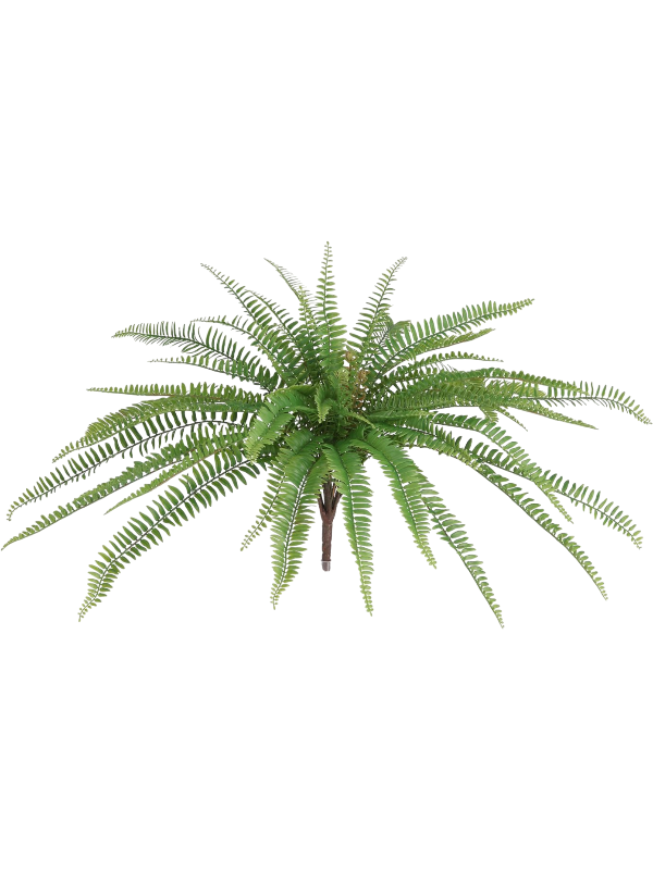 
                  
                    Fern Boston artificiel à piquer, couronne ouverte de frondes vertes fines et arquées
                  
                